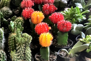 colorful cacti at the westside garden center